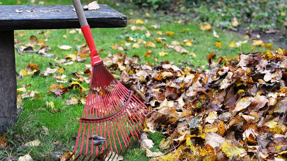 Herbstlaub mit Harke