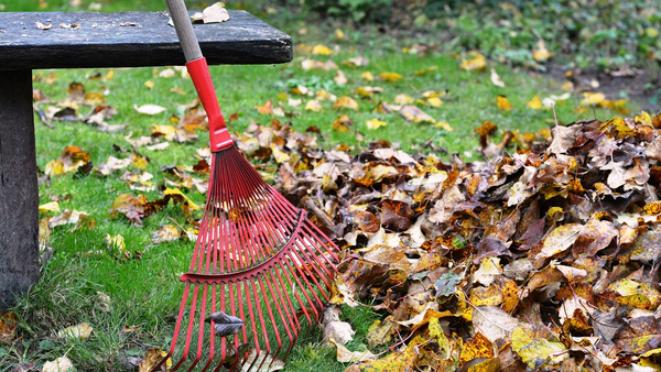 Herbstlaub mit Harke